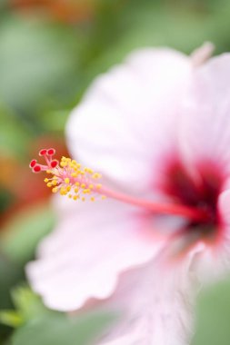 Bahçedeki güzel pembe amber çiçeği       