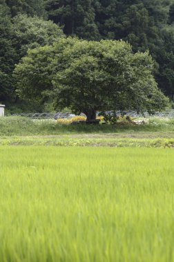 yeşil çimenler ve ağaçlar