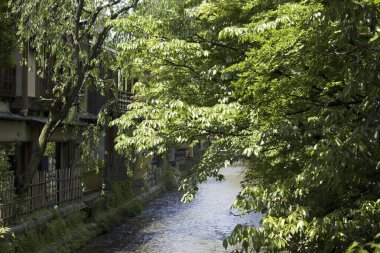 Japonya 'da güzel nehri olan bir yaz parkı.