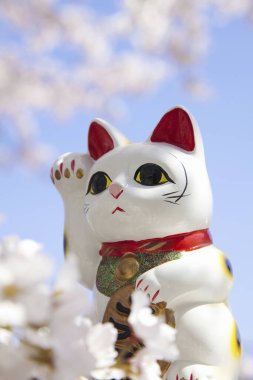 Maneki neko ve Kiraz Çiçekleri