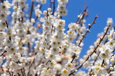Ağaç dalında güzel beyaz çiçekler, bahar çiçekleri