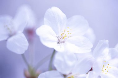 İlkbaharda kiraz çiçeği 