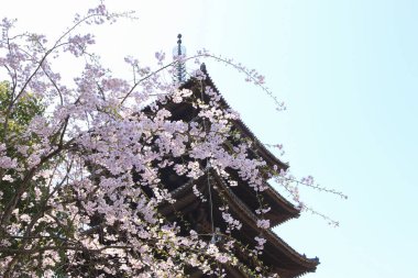 Güzel Kofuku Tapınağı ve sakura çiçekleri.