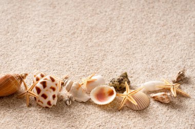 Yaz deniz kabukları kumsal arka planında
