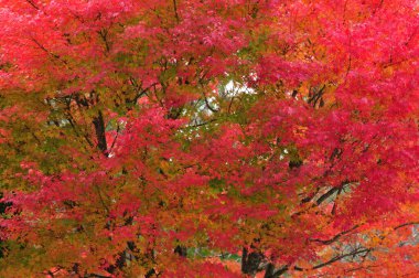 Ormanda sonbahar yaprakları