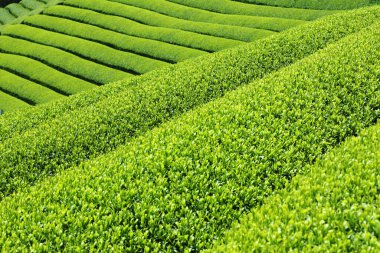 Tayvan 'daki çay tarlası