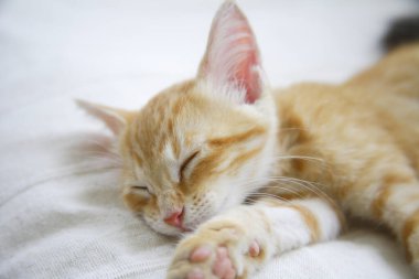 Şirin evcil kedi manzarası