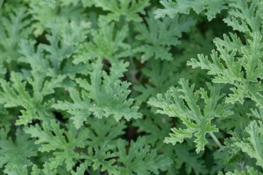 Yaz parkında yeşil ağaçlar. Çiçek arka planı 