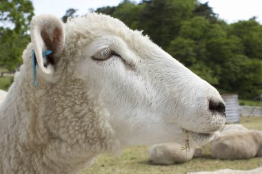 Doğada sevimli koyun arka plan görünümünde 
