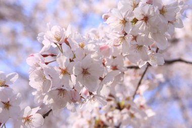 kiraz çiçeği yakın çekim