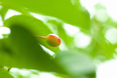 Ağaçtaki taze yeşil kiraz