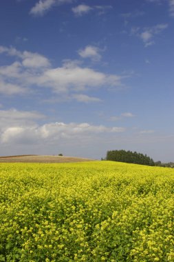 Yazın sarı kolza tohumu tarlası ve mavi gökyüzü olan güzel bir manzara.         
