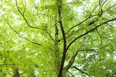 Şehir parkında yeşil yapraklı ağaçlar 
