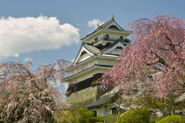 İlkbaharda güzel kiraz çiçekleri