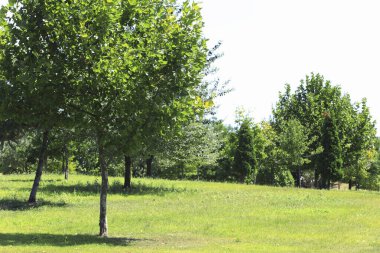 Yeşil çimenli ve ağaçlı park