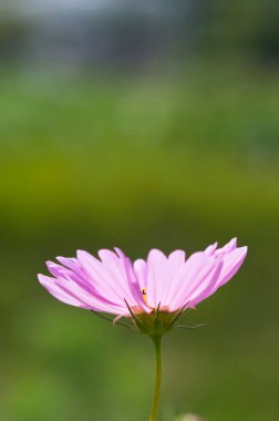 Bahçedeki güzel pembe kozmos çiçekleri