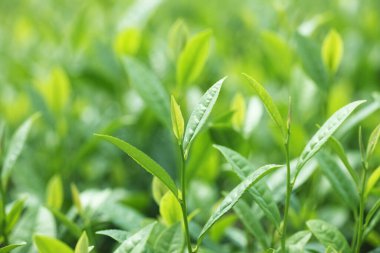 fidanlıkta yetişen yeşil yapraklar