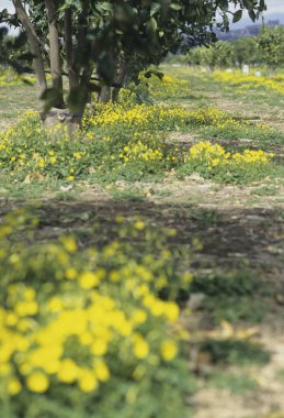 Güzel sarı çiçekler ve yeşil ağaçlar yaz bahçesinde   