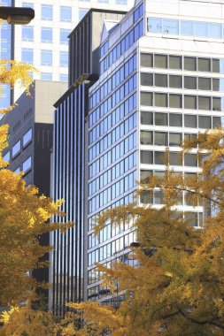 Sonbahar mevsiminde ağaçlardaki sonbahar yapraklarının alçak açılı görüntüsü ve şehir merkezindeki modern binalar 