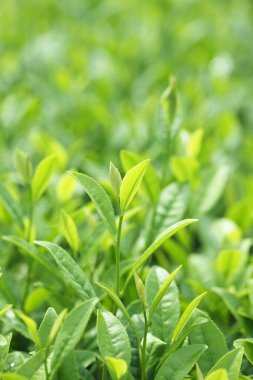 fidanlıkta yetişen yeşil yapraklar