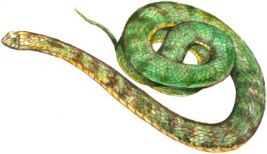 Beyaz arkaplanda yeşil bir yılanın suluboya çizimi