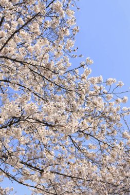 kiraz çiçeği yakın çekim