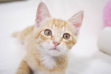 Kanepede yatan sevimli kedi yavrusu. 