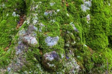 Ağaç kabuğunda yosun ve yosun