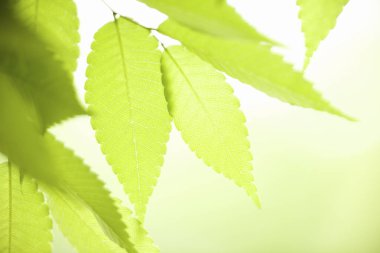 Taze yeşil yapraklar, yakın çekim, makro