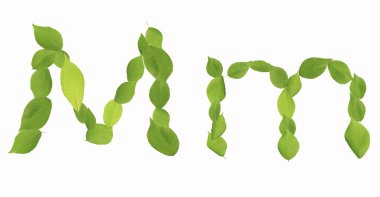 Beyaz arkaplanda yeşil yapraklardan oluşan M harfi    