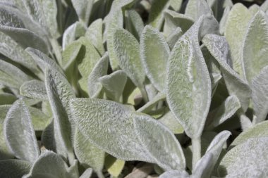 closeup view of beautiful green leaves