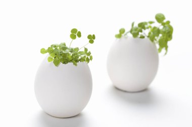 Beyaz arka plandaki saksıda hidrofonik bitki var. 