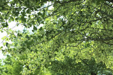 Yeşil ağaç yaprakları arkaplan              