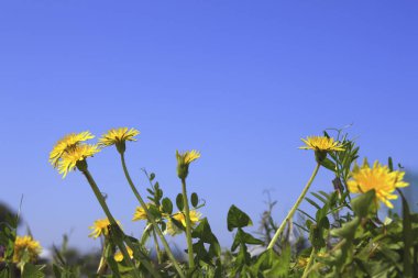 Çayırdaki güzel sarı karahindiba çiçekleri