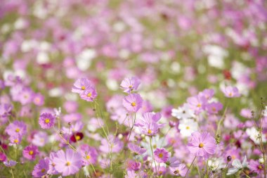 Bahçedeki güzel kozmos çiçekleri     
