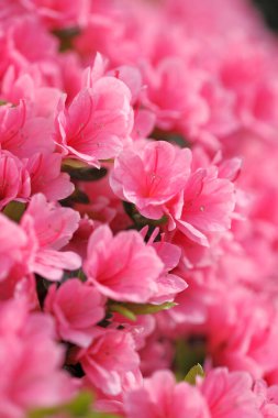 İlkbaharda güzel pembe rhododendron çiçekleri. Görüntüyü kapat