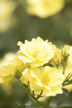 Bahçedeki güzel sarı güllerin manzarasını kapat.