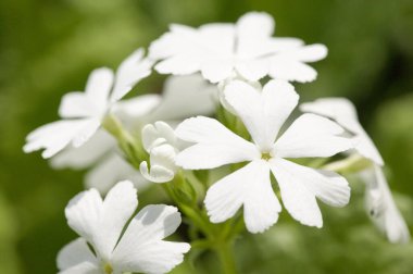 Bahçedeki yeşil çimlerin üzerinde beyaz phlox phlox (füme balığı) çiçekleri. beyaz phlox phlox (lox ul