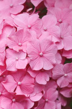 Bahar bahçesinde güzel pembe ortanca çiçekleri      