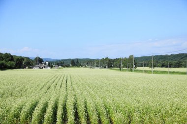 Tarlada genç yeşil bitkilerle tarımsal manzara     