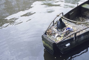Kara kuş eski terk edilmiş teknenin içinde enkazın arasında duruyor.
