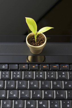 Beyaz arka planda yeşil bitkisi olan bilgisayar klavyesi.