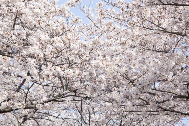 kiraz ağaçları çiçek bahar 