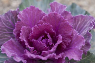 Taze mor lahana tarlaya yakın.