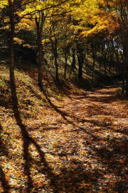 Sonbahar ağaçlarıyla güzel bir manzara, sonbahar yaprakları...           