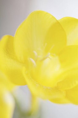 Kapalı - sarı çiçek yaprakları