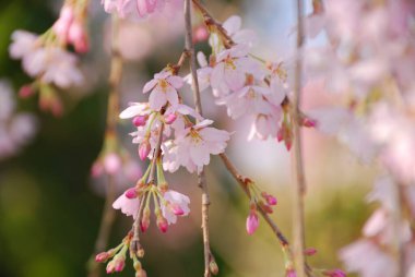 Güzel pembe kiraz çiçeklerinin yakın görüntüsü 
