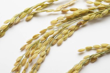 Beyaz arkaplanda yalıtılmış buğday kulakları