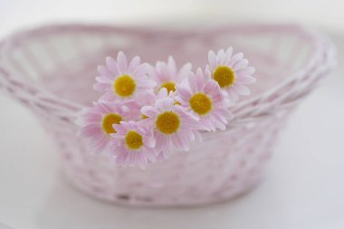 Papatya çiçekleri, arka planda bahar zamanı, kapatın.