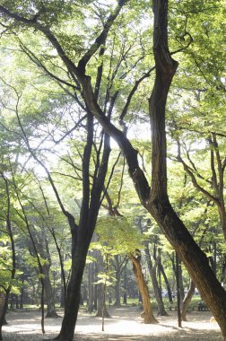 Yeşil çimenleri ve ağaçları olan güzel bir park.       